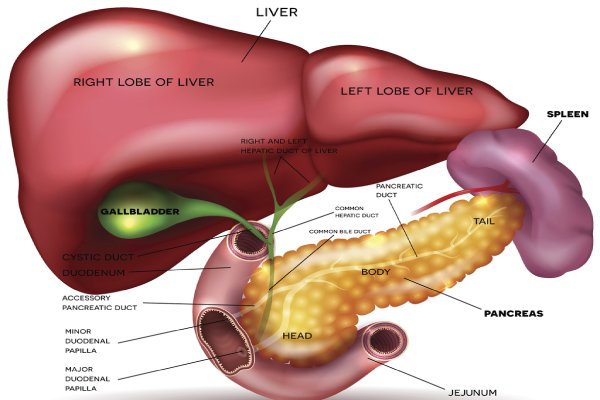 Liver and pancreatic tumours