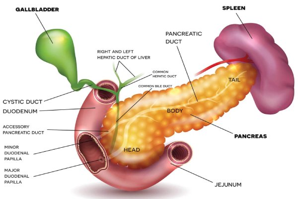 Pancreatic Cancer