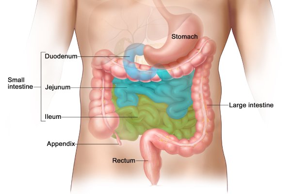 Small Intestine Tumours