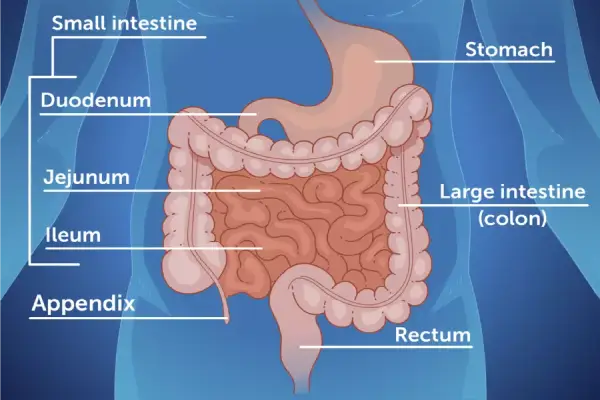 Small and Large Intestine Surgeries